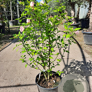 Hibiscus syr. 'Hamabo' 60-80 cm container