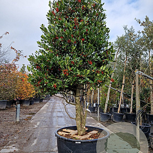 Ilex 'Nellie R. Stevens' 250-300 cm cont. 230L paraplu