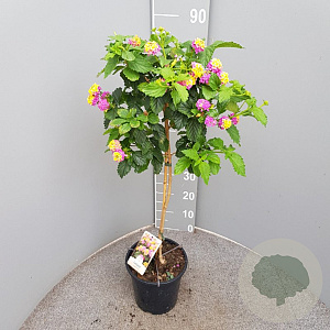 Lantana camara 90 cm 5,0L stam