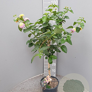 Lantana camara 90 cm 5,0L stam