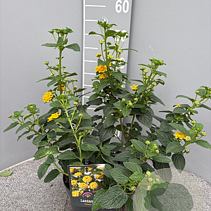 Lantana camara gm 4,0L