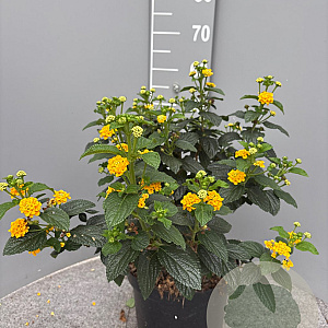 Lantana camara GM 9L