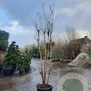 Lagerstroemia indica 250-300 cm container meerstammig
