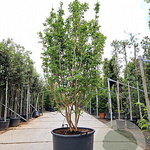 Lagerstroemia indica 250-300 cm container meerstammig
