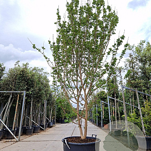 Lagerstroemia indica 300-350 cm cont. 160L meerstammig