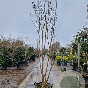 Lagerstroemia indica 300-350 cm cont. 95L