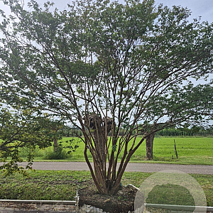 Lagerstroemia indica 400-450 cm airpot solitair