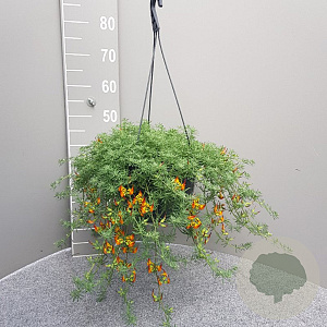 Lotus berthelotii GM C6L