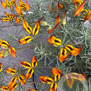 Lotus berthelotii GM C6L