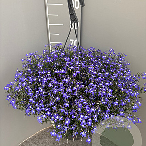 Lobelia erinus GM C6L