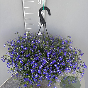 Lobelia erinus GM C6L