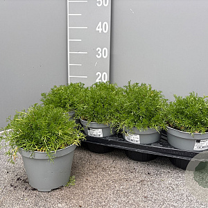 Matricaria chamomilla P14