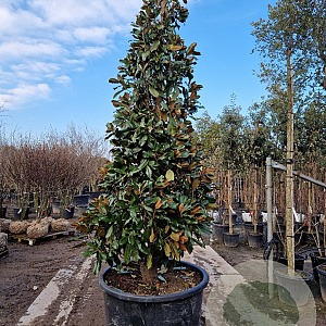 Magnolia grand. 'Galissonnière' 300-350 cm cont. 350L
