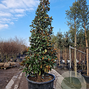 Magnolia grand. 'Galissonnière' 300-350 cm cont. 350L