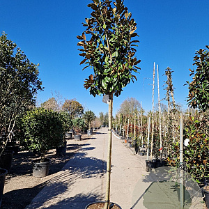 Magnolia grand. 'Goliath' 180 cm stam container 12-14 leiboom