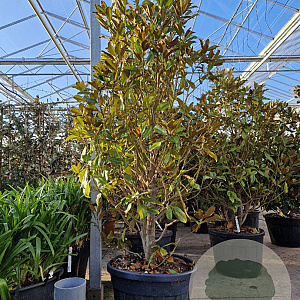 Magnolia grand. 'Goliath' 200-250 cm cont. 110L