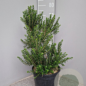 Myrtus communis tarentina 40-50 cm 7,5L