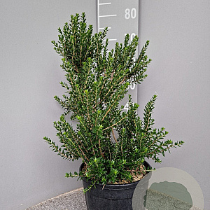 Myrtus communis tarentina 40-50 cm 7,5L