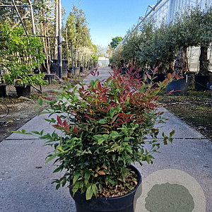 Nandina d. Obsessed 40-50 cm 25L