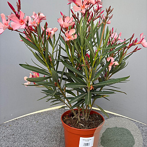 Nerium oleander 30-40 cm 3,0L