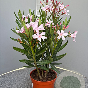 Nerium oleander 30-40 cm 3,0L