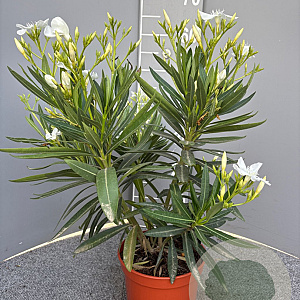 Nerium oleander 30-40 cm 3,0L