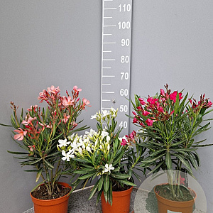 Nerium oleander 30-40 cm 3,0L