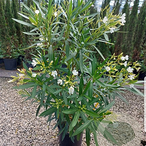 Nerium oleander 80-100 cm 10L