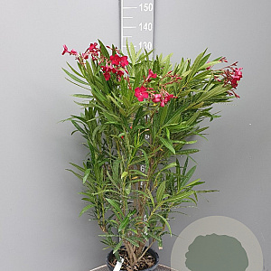 Nerium oleander 80-100 cm 10L