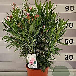 Nerium oleander 80-100 cm 10L