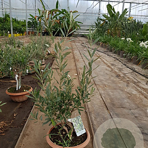 Olea europaea 50 cm C8