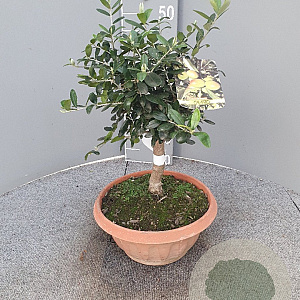 Olea europaea 50 cm C8