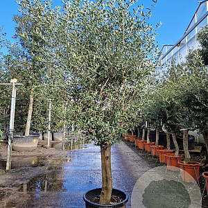 Olea europaea 50 cm container 30-35
