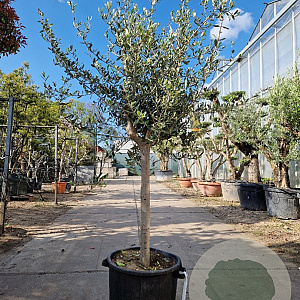 Olea europaea 80 cm stam container 16-18 lei 120x120