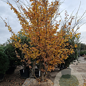 Parrotia persica 350-400 cm container meerstammig extra