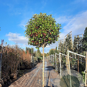 Photinia fraseri 'Red Robin' 180 cm stam container 16-18 leiboom