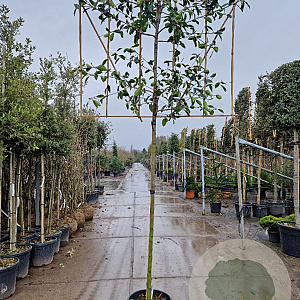 Photinia fraseri 'Red Robin' 180 cm stam container 8-10