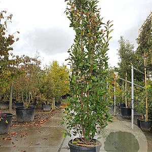 Photinia fraseri 'Red Robin' 275-300 cm container