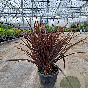 Phormium tenax 'Purpureum' 40-60 cm 6L