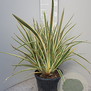 Phormium tenax 'Variegatum' 40-60 cm 7L