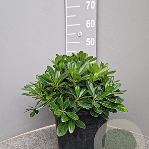 Pittosporum tob. 'Nanum' 20-30 cm 7,5L