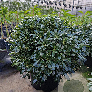 Pittosporum tob. 'Nanum' 40-50 cm 25L