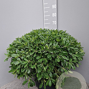 Pittosporum tob. 'Nanum' 40-50 cm 25L
