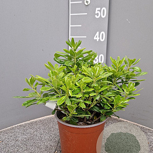 Pittosporum tob. 'Nanum' 3,0L
