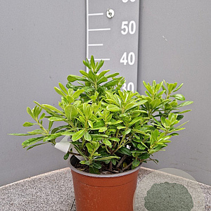 Pittosporum tob. 'Nanum' 3,0L