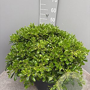 Pittosporum tob. 'Nanum' GM c20