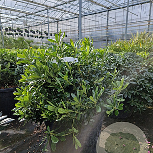 Pittosporum tob. 'Nanum' GM 45L