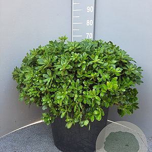 Pittosporum tob. 'Nanum' GM 45L