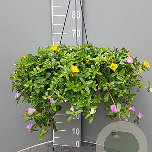Portulacca umbraticola GM C6L