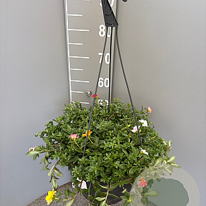 Portulacca umbraticola GM C6L
